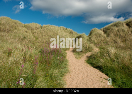 Un percorso di Bamburgh spiaggia attraverso le dune di sabbia e la spiaggia in erba. Bamburgh, Northumberland Foto Stock