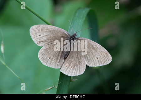 Ringlet Butterfly Aphantopus hyperantus fotografato in una siepe in Wroot, Lincolnshire settentrionale Foto Stock