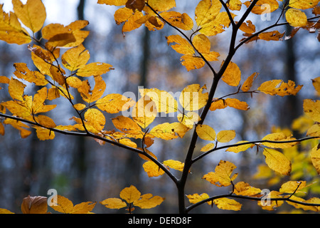 Unione di faggio o comuni di faggio (Fagus sylvatica). Le foglie in autunno. Gorbea Parco Naturale. Paesi Baschi, Spagna, Europa. Foto Stock