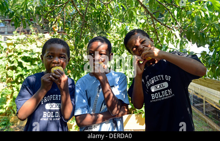 Bambini neri da New Haven mangiare pesche organico hanno appena prelevato in un terreno comune di alta scuola Foto Stock