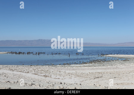 Tossico chiamato lago Salton Sea situato vicino a Coachella Valley in California. Una volta che una popolare località di mare ora un haunted posto vuoto. Foto Stock