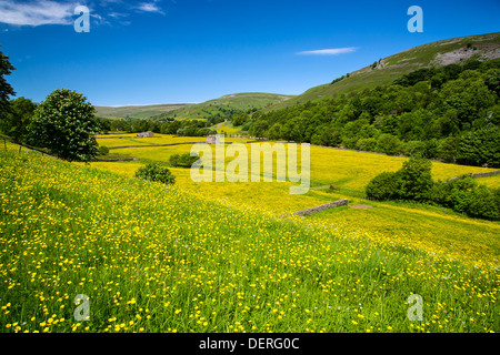 Fiore selvatico prato vicino Muker, Yorkshire Dales National Park Foto Stock