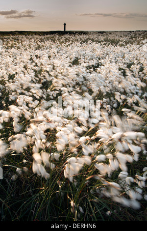 Erba di cotone al vento al vecchio Ralph's Cross, North York Moors, Parco Nazionale Eriophorum Foto Stock