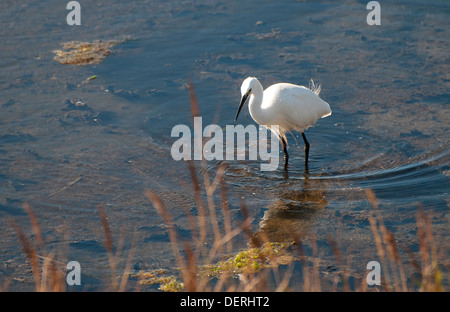 Garzetta pesca in piscina, cley, Norfolk, Inghilterra Foto Stock