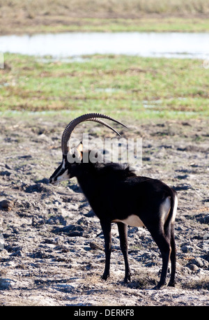 Un Sable Antelope in corrispondenza del bordo di un foro di irrigazione di Chobe National Park, Botswana Foto Stock