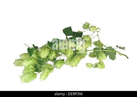 Il cono del luppolo da foglie su sfondo bianco Foto Stock