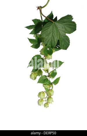Il cono del luppolo da foglie su sfondo bianco Foto Stock