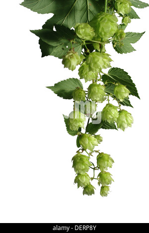 Il cono del luppolo da foglie su sfondo bianco Foto Stock