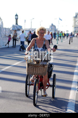 Signora ciclismo il suo triciclo lungo Brighton Seafront con il suo cane nella parte anteriore carrello in clima caldo REGNO UNITO Foto Stock