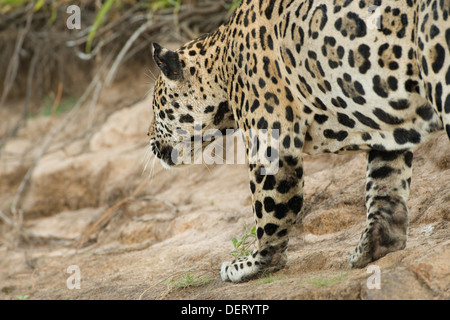 Foto di stock di una Jaguar stalking preda, Pantanal, Brasile. Foto Stock