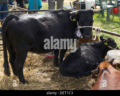 Le mucche Dexter, la più piccola razza europea, sul display a Stokesley Agricultural Show 2013 Foto Stock