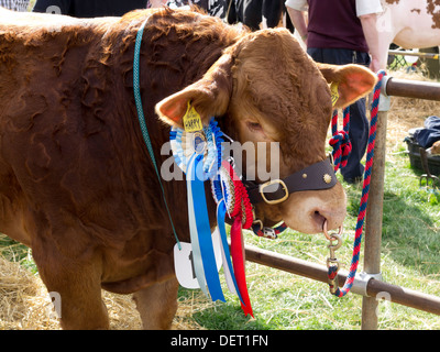 Vincitore del premio Limousin bull con i suoi vincitori i rosoni a Stokesley Agricultural Show 2013 Foto Stock