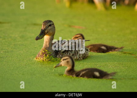 Una madre Mallard duck (Anas platyrhynchos) con due piccole anatre nuotare in un lenticchie d'acqua coperta stagno, grande lago, Alberta Foto Stock