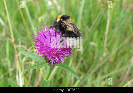 Acaro infestati White Tailed Bumble Bee ( Bombus lucorum ) alimentando il fiordaliso comune ( Centaurea nigra ) Foto Stock