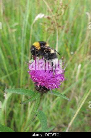 Acaro infestati White Tailed Bumble Bee ( Bombus lucorum ) alimentando il fiordaliso comune ( Centaurea nigra ) Foto Stock