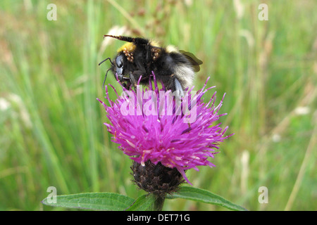 Acaro infestati White Tailed Bumble Bee ( Bombus lucorum ) alimentando il fiordaliso comune ( Centaurea nigra ) Foto Stock