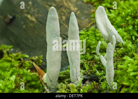 Gray dead man le dita funghi (Xylaria polymorpha) crescente tra il muschio in poco Cataraqui Conservation Area Foto Stock