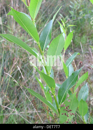 Salix alba ( Salice bianco ) succursale in estate, REGNO UNITO Foto Stock