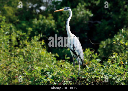 Il Brasile, Pantanal: airone cinerino (Ardea cinerea) seduto sulla cima di una boccola a Riverside Foto Stock