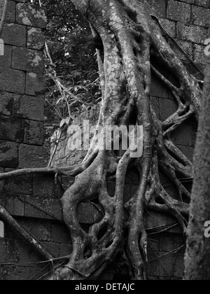 Radici di albero che crescono su un vecchio edificio abbandonato nella foresta pluviale a Fort Shirley, Cabrits National Park, Commonwealth di Dominica. Foto Stock
