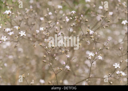 La nebbia di piccoli fiori gypsophilia dispersi per tutto un massiccio ammassarsi di fioritura giardino bloom sposa Foto Stock