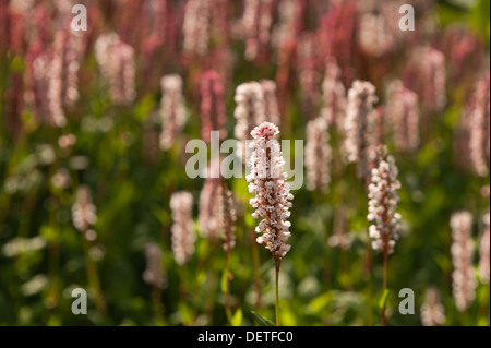 Bianco Rosso di blumi di Persicaria Affinis Fiore felpa Knotweed himalayana contrasto con foglie verdi Foto Stock