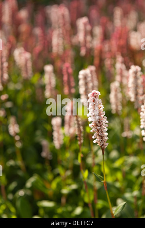 Bianco Rosso di blumi di Persicaria Affinis Fiore felpa Knotweed himalayana contrasto con foglie verdi Foto Stock