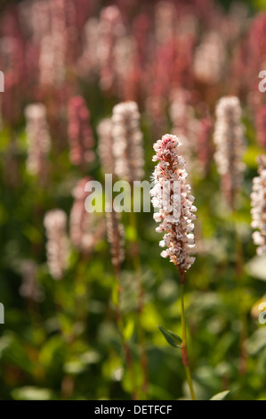 Bianco Rosso di blumi di Persicaria Affinis Fiore felpa Knotweed himalayana contrasto con foglie verdi Foto Stock