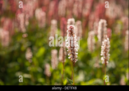 Bianco Rosso di blumi di Persicaria Affinis Fiore felpa Knotweed himalayana contrasto con foglie verdi Foto Stock