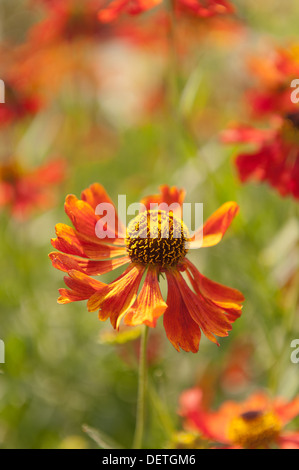 Sfumature brillanti di rosso Helenium moerheim beauty o sneezeweed fiore Foto Stock