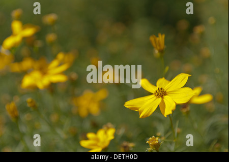 Coreopsis verticillata grandiflora giallo brillante fiori in estate Foto Stock