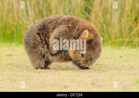 Wombat comune adulto graffiare Vombatus ursinus fotografato in Tasmania Foto Stock