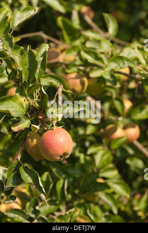 Coltivate Malus Cornish apple di maturazione pronti per essere raccolti per il raccolto autunnale Foto Stock