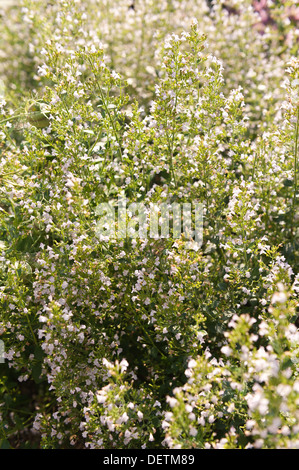 Minor nepitella come uno splendido arbusto perenne per la frontiera di erbe con un tumulo compatto di lucido verde origano-come le foglie Foto Stock