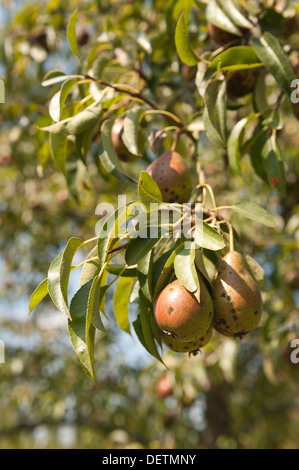 Coltivate le pere di maturazione pronti per essere raccolti per il raccolto autunnale Foto Stock