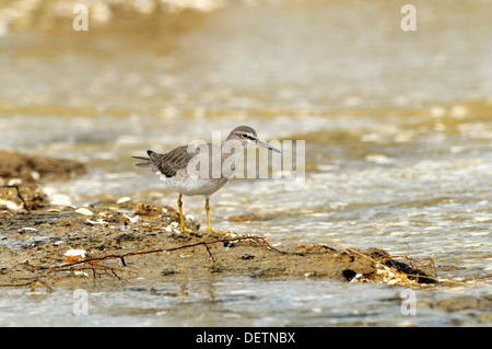 Grigio-tailed Tattler Tringa brevipes fotografato in Tasmania, Australia Foto Stock