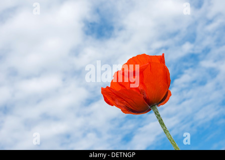 Close-up di un papavero che cresce in un campo di pascolo vicino Bamburgh, Northumberland, Inghilterra Foto Stock