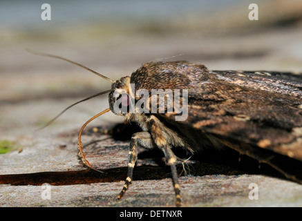 Il rame Underwing Moth - pyramidea Amphipyra alimentazione sullo zucchero esca mostra proboscide Foto Stock
