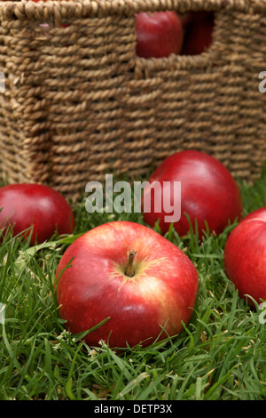 Rosso brillante scoperta mele appena raccolto Foto Stock