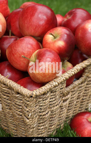 Rosso brillante scoperta mele appena raccolto Foto Stock