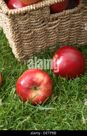 Rosso brillante scoperta mele appena raccolto Foto Stock