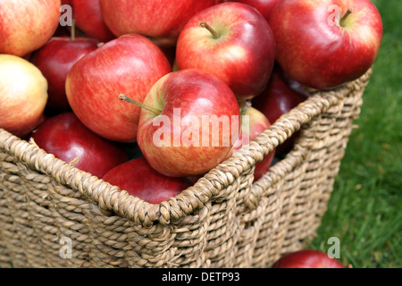 Rosso brillante scoperta mele appena raccolto Foto Stock