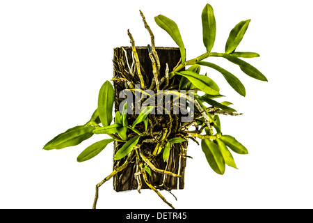 La foglia di orchidee sul legno in Asia Foto Stock