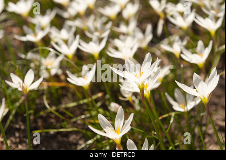 Zephyranthes candida sulla soleggiata giornata estiva che mostra lungo antere gialle contro bianche petali sottili Foto Stock