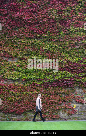 BOSTON IVY sulla parete del Churchill College di Cambridge University in autunno Foto Stock