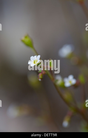 Rue lasciava Sassifraga; Saxifraga tridactylites; fiore; Shetland; Regno Unito Foto Stock