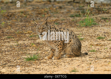 Iberian Lynx Lynx pardinus femmina da Coto de Donana, Spagna fotografato in Andalusia, Spagna Foto Stock