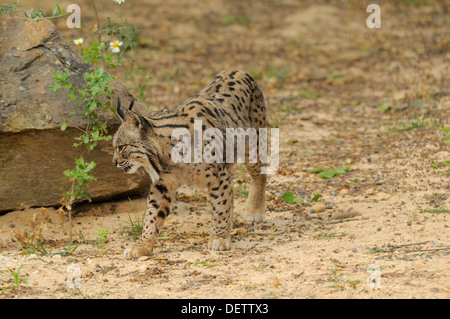 Iberian Lynx Lynx pardinus femmina da Coto de Donana, Spagna fotografato in Andalusia, Spagna Foto Stock