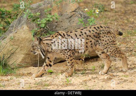 Iberian Lynx Lynx pardinus femmina da Coto de Donana, Spagna fotografato in Andalusia, Spagna Foto Stock