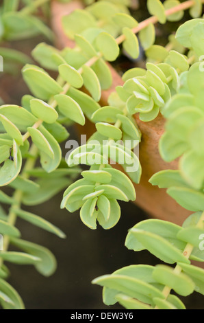 Golden root (Rhodiola rosea) Foto Stock